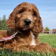 Bernedoodles, Goldendoodles, Irish Doodles, and Poodles from 3 King Doodles & Poodles