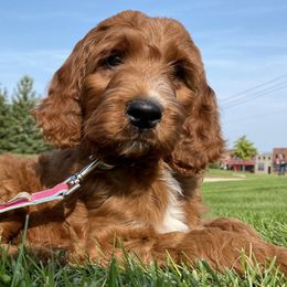 Bernedoodles, Goldendoodles, Irish Doodles, and Poodles from 3 King Doodles & Poodles