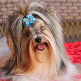 Biewer Terriers from Angelic Biewers