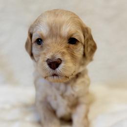 Chai--Purple girl - Apricot female Goldendoodle puppy in Twin Falls, Idaho from Magic Valley Family Doodles