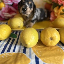 Boy 2 - Dachshund puppy in Missoula, Montana from Rocky Mountain Dachshunds