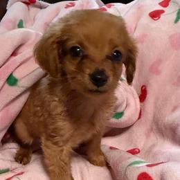 Taylor - Apricot female Goldendoodle puppy in Centralia, Missouri from Oodles Of Doodles Mo.