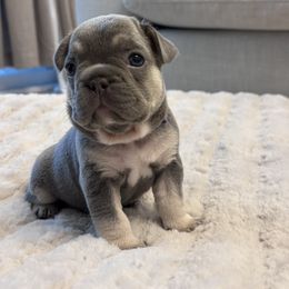 Deborah - Tricolors female French Bulldog puppy in North Las Vegas, Nevada from Legacy Luxe Frenchies