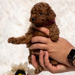 Ginger- Pink Collar - Red  female Poodle puppy in Atlanta, Georgia from Sprinkle Me Puppy