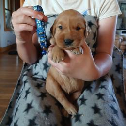 Dark Blue - Dark golden male Golden Retriever puppy in Lanesboro, Minnesota from Eagle Ridge Golden Retrievers