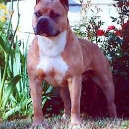 Grandy - American Staffordshire Terrier