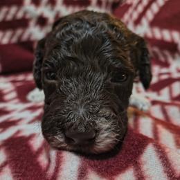 Boy 5 - Parti male Goldendoodle puppy in La Junta, Colorado from Double J’s Doodles