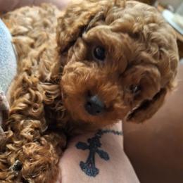 Sammy - Red  male Poodle puppy in Pottersville, Missouri from Christina Miller's Poodles