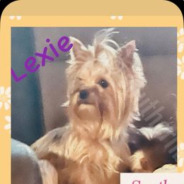 Lexie - Yorkshire Terrier