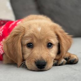 Goldendoodles and Golden Retrievers from The Farm at Saluda Ridge