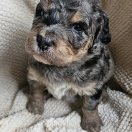 Aussiedoodles, Bernedoodles, and Goldendoodles from Farmer's Chic Doodles