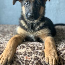 American Leopard Hound, Bluetick Coonhound, and German Shepherd Puppies from Haus Biery German Shepherds, Benchmark Blueticks & Leopard Hounds