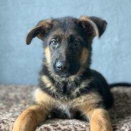 American Leopard Hound, Bluetick Coonhound, and German Shepherd Puppies from Haus Biery German Shepherds, Benchmark Blueticks & Leopard Hounds
