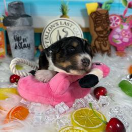 Cosmo (cosmopolitan) - Black tri-color male Australian Shepherd puppy in Fredericksburg, Virginia from Cooper Ridge Aussies