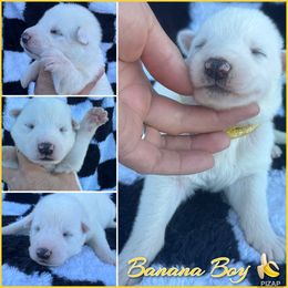 Banana Boy - White male German Shepherd puppy in Oroville, California from CS Vista Farms