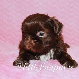Reeses Peanut Butter Cups - Liver and white female Shih Tzu puppy in Texas from Little Foot Paws 🐾