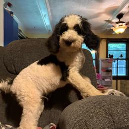 Banshee - Black and white male Bernedoodle puppy in Williamston, South Carolina from Sassy Bob’s Dogs
