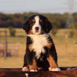 Grey Collar Female 5000 - Black rust and white female Bernese Mountain Dog puppy in Collinsville, Texas from Berner Dynasty
