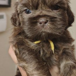 Maizey - Chocolate and tan female Shih Tzu puppy in Memphis, Tennessee from Thorntons Fur Crew