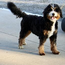Juju - Bernedoodle