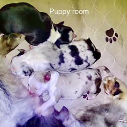 Miniature Australian Shepherd puppies from Copper Line Aussies