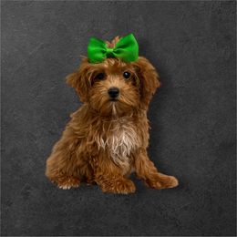 Lenny - Red male Maltipoo puppy in Philadelphia, Pennsylvania from HMH’s Boxers, Maltipoos & Cavaliers