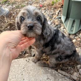 Journey - Merle female Cavapoo puppy in Battle Lake, Minnesota from Panda Puppies