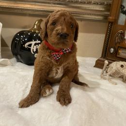 Cavapoo and Poodle Puppies from Sac-Town Poodles and Doodles