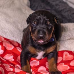 Blue Boy - Black and rust male Doberman Pinscher puppy in Shelby, North Carolina from IronBee Dobermans