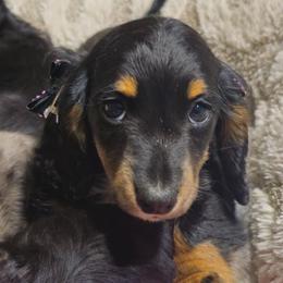 Dolly - Black and tan female Dachshund puppy in Austin, Texas from Glorious Minis