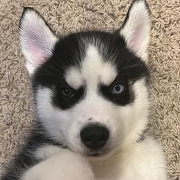 Boy 1 - Black and white male Siberian Husky puppy in Howard City, Michigan from Rustic Pines