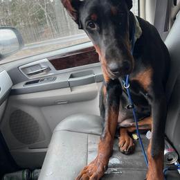 Doberman Pinscher Puppies from El Mareya Misthios Kennel