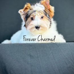 Mochi - Black tan and white male Biewer Terrier puppy in Lathrop, California from Forever Charmed