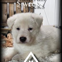 Sullivan - White male German Shepherd puppy in Sequim, Washington from German Shepherd Haus