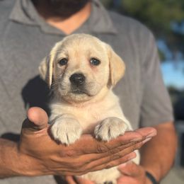 Girl 2 - Yellow female Labrador Retriever puppy in Gerber, California from In The Zone Dog Training and Breeding