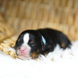 Tucker - Tri-color male Bernedoodle puppy in Spokane, Washington from Lilac City Doodles