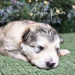 Sugar Plum - Sable and white female Alaskan Malamute puppy in Brookwood, Alabama from Sunset Malamutes
