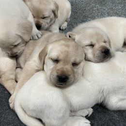 Labrador Retriever Puppies from Pea Ridge Labradors