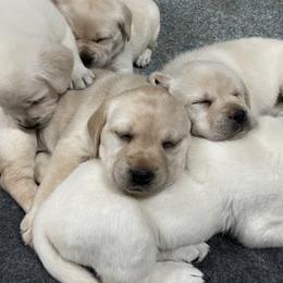 Labrador Retriever Puppies from Pea Ridge Labradors