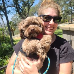 Havanese All Grown Up from HavtaHavRhavanese