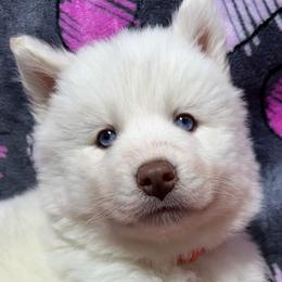 AKC Aspen - White female Siberian Husky puppy in Centreville, Maryland from Huskies By the Bay
