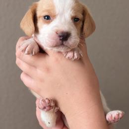 Tin Man - Lemon and white male Beagle puppy in Lake City, Florida from Sunkissed Beagles