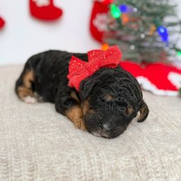 Elphaba - Phantom female Poodle puppy in Bellville, Ohio from Cedar Ridge Standard Poodles