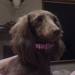 Cocoa - Dachshund
