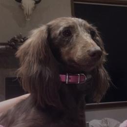 Cocoa - Dachshund