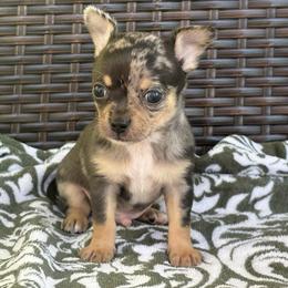 Axle - Merle male Chihuahua puppy in Beckemeyer, Illinois from Guardian’s of the Chihuahuas