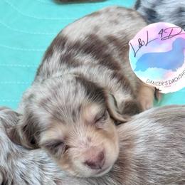 Girl 1 - Dapple female Dachshund puppy in Houston, Texas from L&L 4D Dancer’s Dachshunds