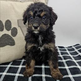 Violet - Phantom female Bernedoodle puppy in Granton, Wisconsin from Rose River Farms