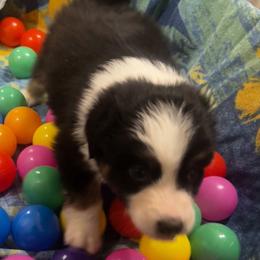 Comet (Kazoo) - Black tri-color male Australian Shepherd puppy in Bennett, Colorado from Alolan Angel Aussies