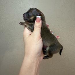 Nike - Chocolate and tan male Pomeranian puppy in Phoenix, Arizona from Luxpomz